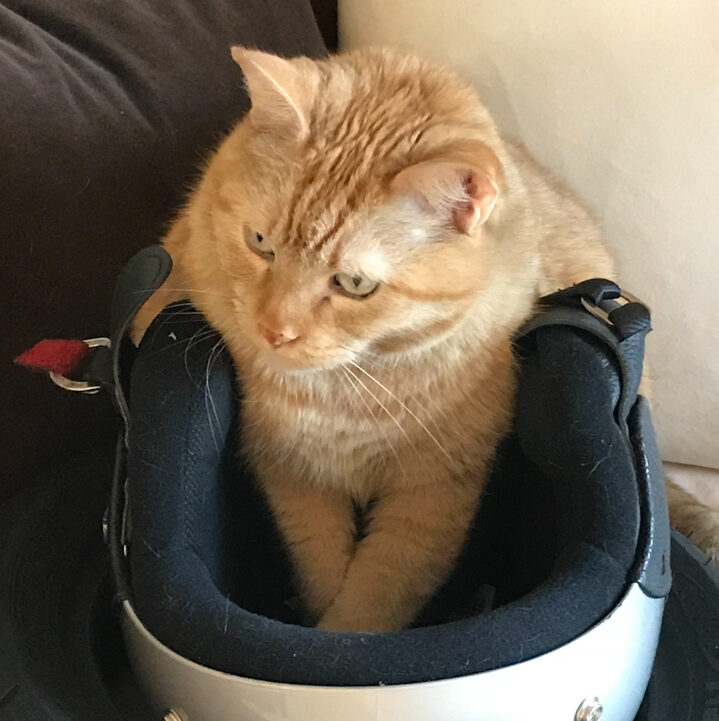 Our Lazy Cat Broke the Universe